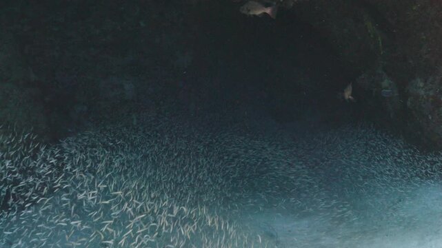 Large School of Fish Swirling Inside a Deep Underwater Cave in Utila Honduras