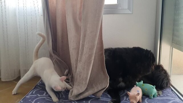 Funny pet videos. Video of a cat and a dog playing. Funny video of a cute white kitten and a black dog playing. The dog is afraid of the kitten.