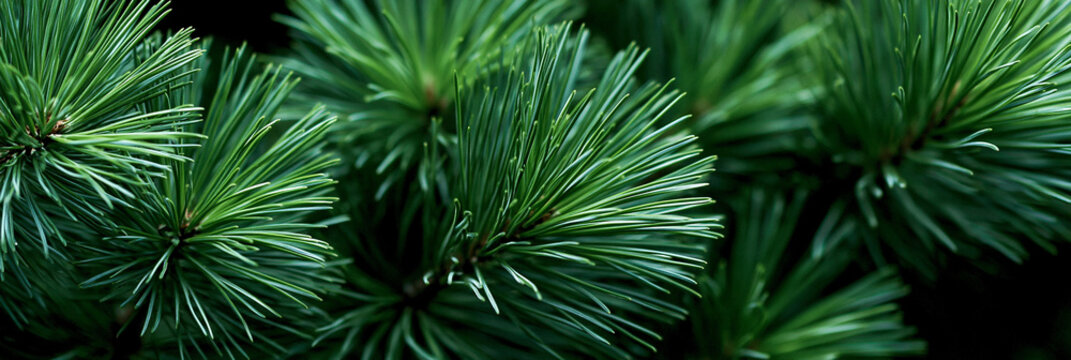 Close-up of lush green pine needles showcasing vibrant textures and details.