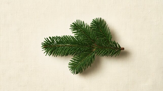 Pine branch fir needle close up minimal holiday winter