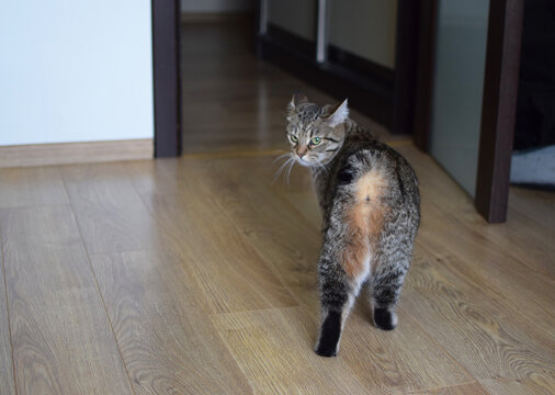 A Kurilian Bobtail tabby cat, seen from behind. A domestic cat in a room at home.