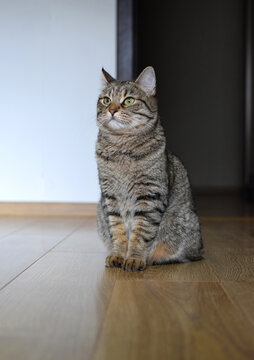 A close-up of a tabby domestic cat in a home setting. Kurilian Bobtail breed