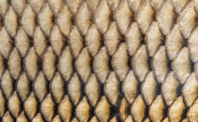 Macro shot of golden fish scale texture, shiny natural pattern background of fresh carp scale. © Volodymyr Shevchuk