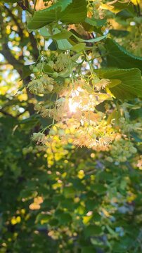 Spring sunlight filters through flowers of Tilia tree. vertical video