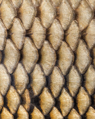 Vertical macro shot of golden fish scale texture, shiny natural pattern background of carp scale. © Volodymyr Shevchuk