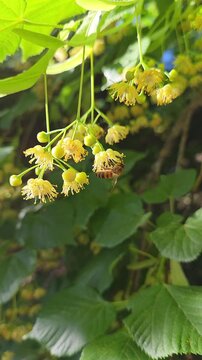 A bee is busy on flowers of Tilia tree in a bright garden. vertical video