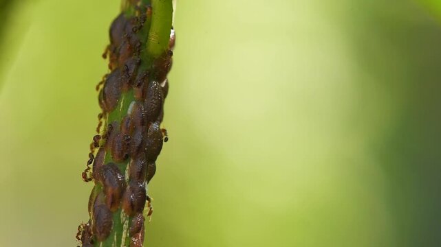 Macro video showing a close-up colony of brown scale insects attached to the stem of a citrus tree, with tiny ants moving around the infestation.