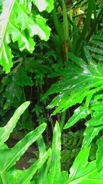 Tropical leaves glisten with water drops. vertical video