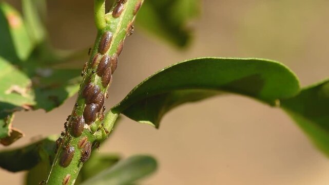 Brown Scale Insects Infesting Citrus Tree Stem with Ants
