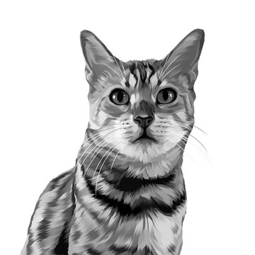 black and white cat potrait digital art