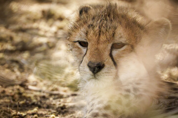 Resting Cheetah cub in the under a bush with mother © Bryan