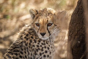 Resting Cheetah cub in the under a bush with mother © Bryan