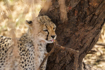 Resting Cheetah cub in the under a bush with mother © Bryan