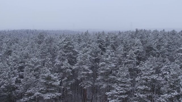 Aerial View Treetops in Snow and Ice on Gorgeous Winter Day at Alaska. Flying Above Stunning Snowy Pine Forest on Beautiful Quiet Winter Morning. Flying Over Fresh Snow Covered Winter Forest in Alaska
