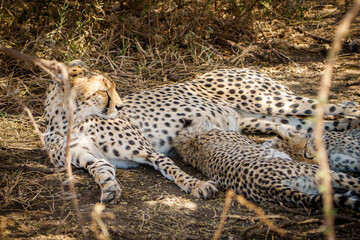 Resting Cheetah in the under a bush © Bryan