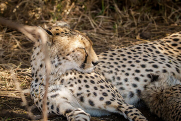 Resting Cheetah in the under a bush © Bryan