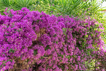 Fototapeta premium Vibrant Purple Bougainvillea Flowers in a Lush Garden