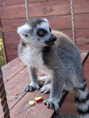 Naklejka premium Ring-tailed lemur sitting outdoors on a wooden platform, displaying its distinctive facial markings, gray coat and characteristic black-and-white ringed tail.