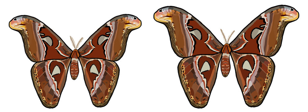 Atlas moth