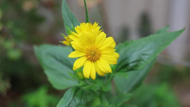 Verbesina encelioides (Golden Crownbeard) Yellow Flowers Growing Among Green Foliage