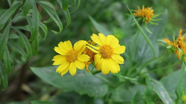 Verbesina encelioides (Golden Crownbeard) Yellow Flowers Growing Among Green Foliage