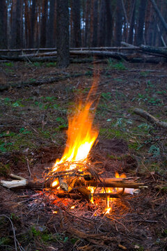 Campfire burning brightly in a dark pine forest at dusk