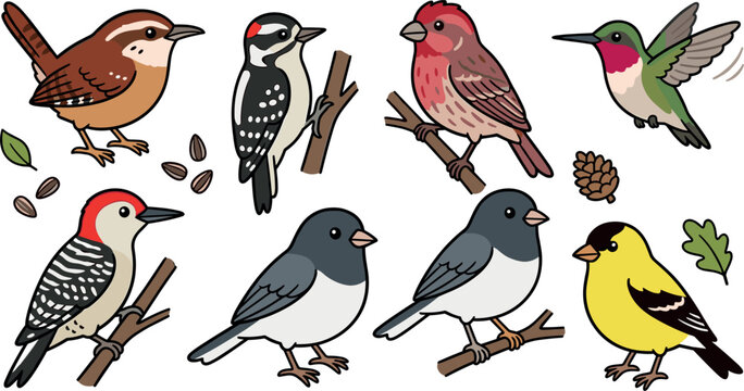 Set of cute North American backyard birds vector cartoon illustrations featuring wren woodpecker purple finch ruby throated hummingbird dark eyed junco and goldfinch isolated on white background