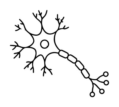 Detailed hand-traced vector icon of a biological neuron nerve cell featuring dendrites, axon, and nucleus, ideal for science education, medical illustration, and complex neurological research.