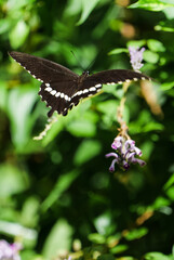 Maybe it's a jade-belted swallowtail hovering and flying toward a cluster of purple flowers, with a close-up of its black and white patterns against a deep green background © Yf