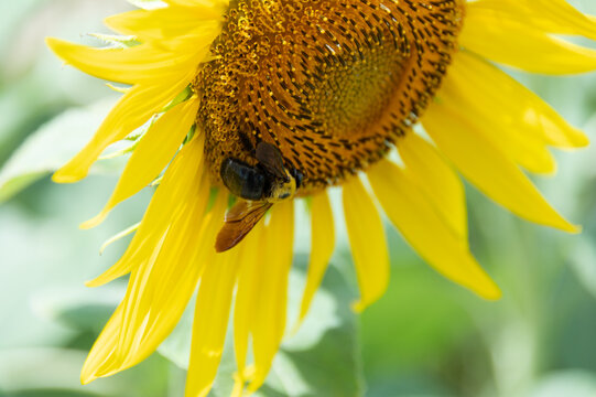 Macro view of large carpenter bee collecting nectar on bright yellow blooming sunflower in sunny summer field