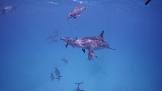 Pod of spinner dolphins in lagoon.