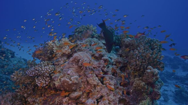 Redtooth triggerfish feeding on coral head.
