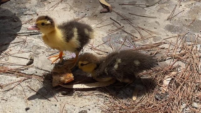 Ducks with Ducklings by Pond in City Park Eating a Piece of Bread.