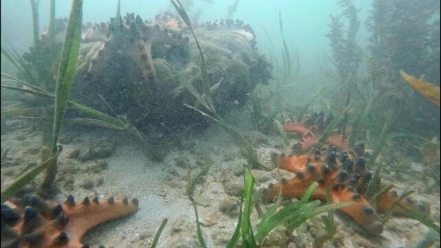 Sea Cucumber and Horned Sea Stars on Seafloor Timelapse, Indonesia