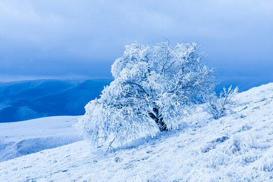Lone snow-covered tree on a frosty hillside under a hazy blue sky