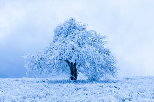 Solitary snow-covered tree stands majestically in a frosty winter landscape