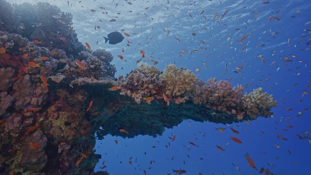 Large number of anthias fish on coral outcrop.