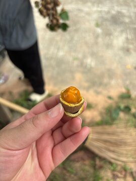 Ceylon Oak fruit