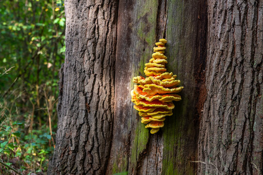 Laetiporus sulphureus or chicken of the woods mushroom on tree