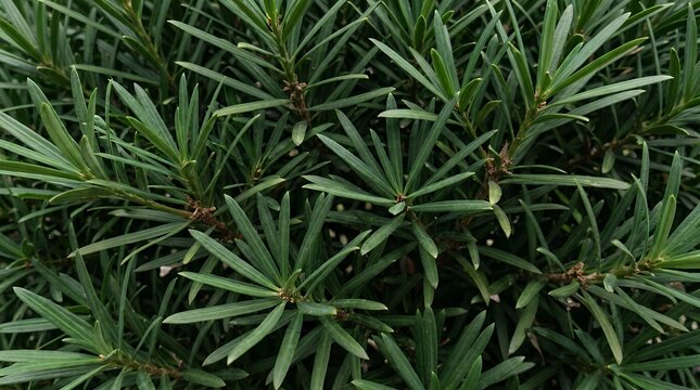 Close Up Shot of Lush Dense Green Podocarpus Foliage and Textured Leaves Background podocarpus foliage green leaves dense lush foliage texture plant nature botanical garden thicket close up macro