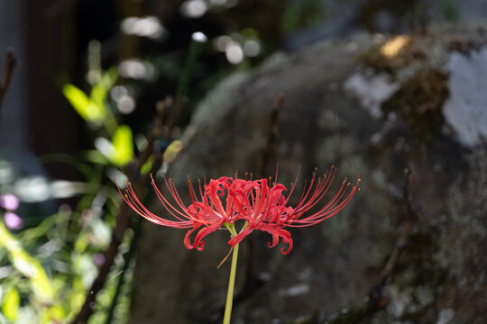 Single vibrant red spider lily blooming gracefully against blurred mossy rock with soft sunlight in autumn