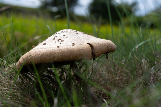 Wild mushroom fungus growing naturally among lush green grass in outdoor field during autumn season