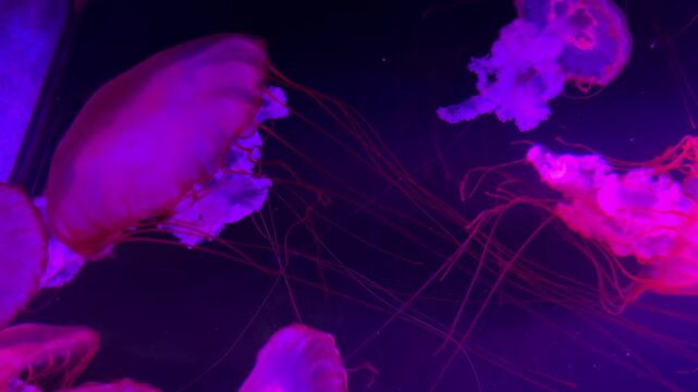 Jelly Fish at city aquarium with pink light. Closeup. 4K