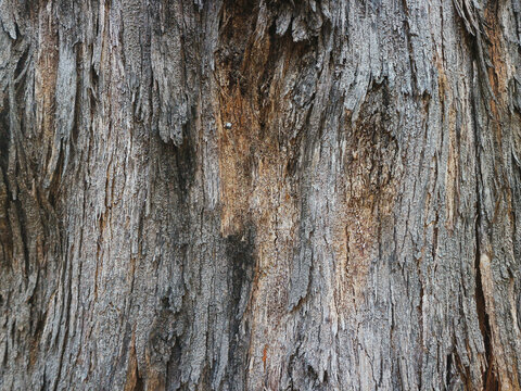 Ancient bark shows deep grooves and weathered texture. Gray tones mix with warm, sun-baked patches. Natural cracks tell story of enduring time. Suitable for rustic, organic, or environmental designs