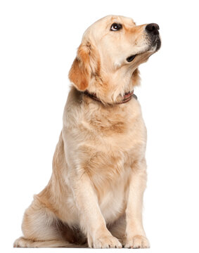Golden Retriever (19 months old) Looking Up