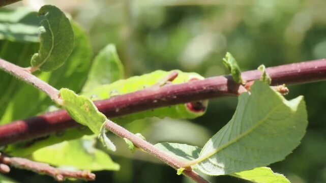 Macro close-up video of a vibrant green Puss moth caterpillar (Cerura vinula) resting on a branch, showing detailed spiracles and unique tail appendages, insect and wildlife stock footage clip
