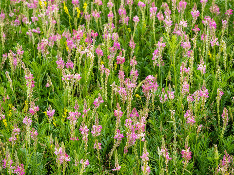 pink sainfoin flowers close-up at green field