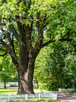 large oak tree, Yelagin Island St Petersburg city