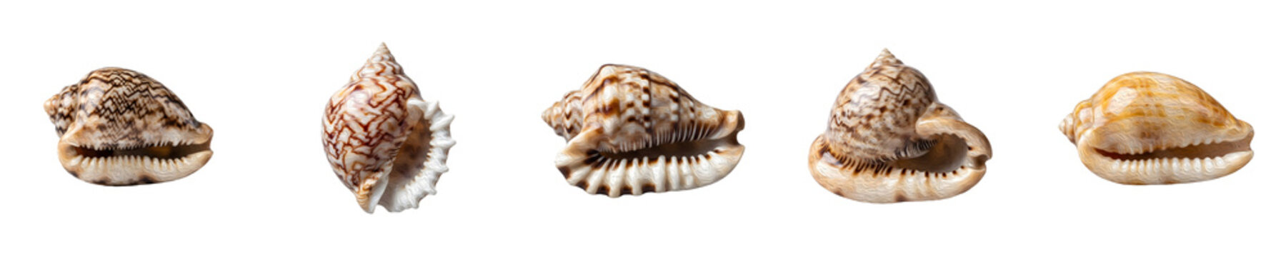 Set of Seashells and Cowrie Shells Isolated on White Background Stock Photo