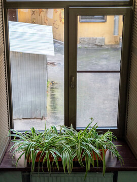 apartment window with spider plant houseplant